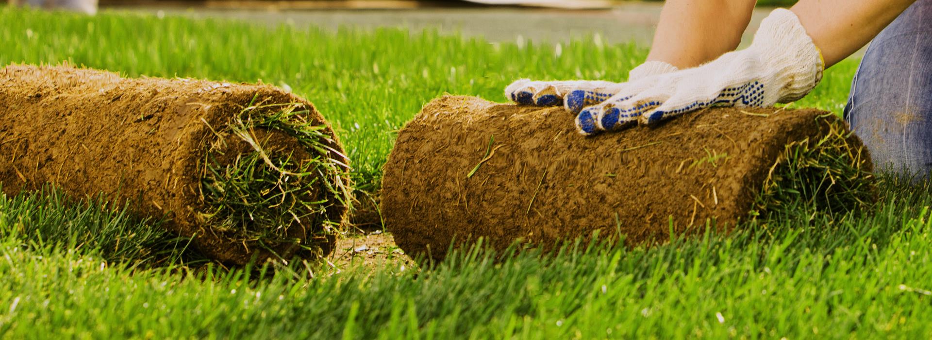 Gräs på rulle, rullgräs